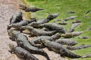 La investigaci�n tambi�n observ� la influencia de la marea en los movimientos de estos reptiles