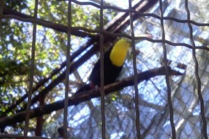 El responsable del aviario incurri� en las infracciones establecidas en el Art�culo 122 de la Ley Ge