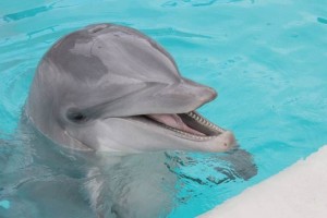 La dependencia detect� que la actividad de nado se realizaba con 10 delfines nariz de botella (Tursi