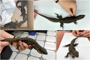 La Profepa inform� que el valor comercial de los ejemplares en el mercado il�cito es superior a los 