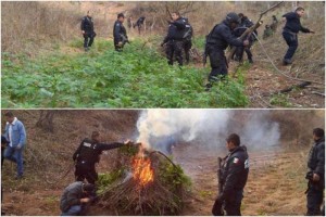 PF localiza tres sembrados de mariguana en Sonora Los plantos fueron ubicados en las inmediaciones del poblado de Santa Rosa, en el kilmetro 243+100