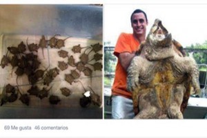 Las especies fueron aseguradas en en aparente buen estado de salud, pero sin la documentaci�n necesa