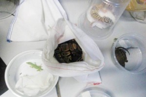 En dos acciones distintas, la delegaci�n de la Profepa en San Luis Potos� asegur� 31 reptiles en el 