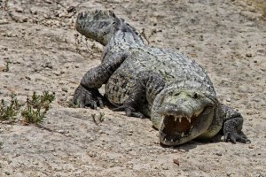 En el estomago del animal fue encontrado un femur, aunque veterinarios no creen posible que se trate