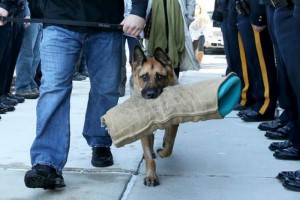 El perro polic�a atraves� el cord�n de autoridades policiales acompa�ado por su propietario. Llevaba