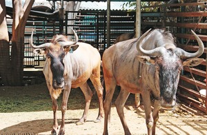 Incautan zool�gico a diputado poblano