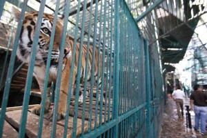 Diputado rechaza anomal�as en operaci�n de zool�gico