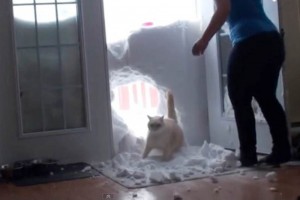 La ola de fr�o que azota al Norte del continente americano afecta no s�lo a humanos, sino tambi�n a 