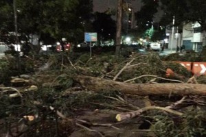 El Universal - DF - Protestan vecinos de Mixcoac por la tala de árboles