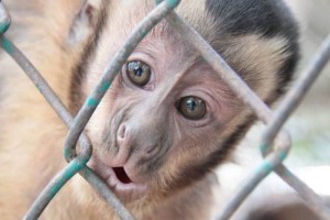 El pasado 23 de febrero, la Profepa asegur� 101 animales al Club de los Animalitos