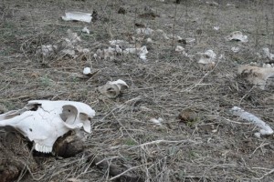 Derrame de mina afecta un ejido por tercera vez Rafael Rivera denunci que la mina tiene contaminada esa regin, producto de ello est la devastaci