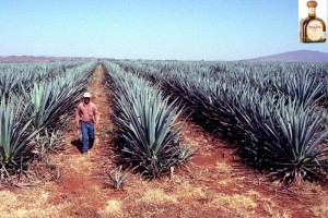 La empresa de bebidas espirituosas indic que tiene previsto construir un centro de herencia cultura