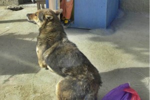  la abogada de los familiares, Paola Barriga, denunci� este martes ante la prensa la actuaci�n de la