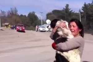 <b>Video</b> Mujer encuentra a su perro tras erupcin del Calbuco La mascota haba estado vagando durante varios das buscando a su familia y con el lomo quemado a ca