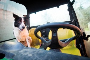 El can provoc� un gran susto y abrum� las redes sociales tras lanzarse colina abajo hasta una autopi