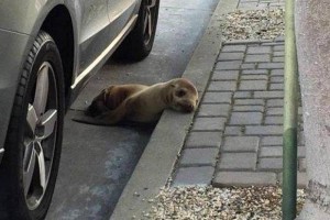 <b>Video</b> Rescatan a cachorro de lobo marino en calles de San Francisco El cachorro fue rescatado luego de un trabajo en conjunto entre la polica local y el equipo de resc