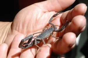 Te pic un alacrn? Recomiendan evitar remedios caseros Evita remedios caseros