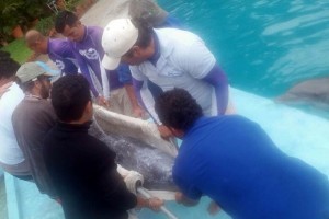Cinco delfines que permanec�an en el parque Atl�ntis, en Chapultepec, fueron trasladados  a delfinar