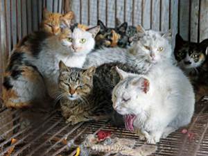 Hacinamiento de animales en departamentos Hacinamiento de animales en departamentos