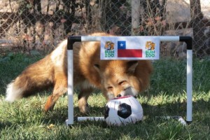 El zorro rojo es una especie protegida en sudam�rica 